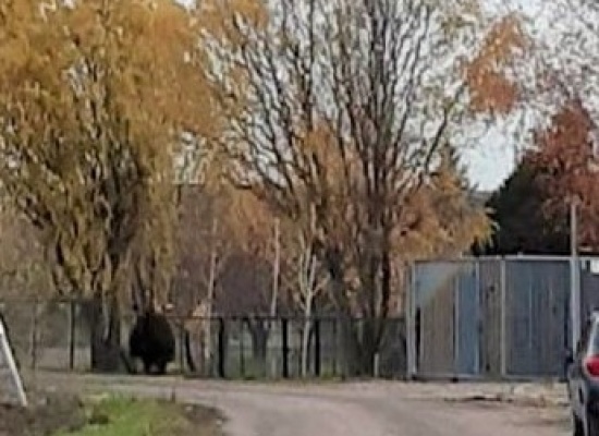 Zdjęcie